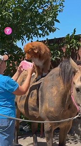 Chien et cheval : un lien qui réchauffe le cœur | Fabiosa - Rendez-le plus facile