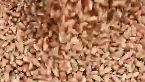 Baking Division of Bake Parlor - Rasul Flour Mills Pvt. Ltd | Bake Parlor - Bread & More