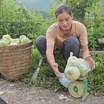 1.4K views · 72 reactions | Harvesting the melon garden, catching pigs to raise, the husband comes often at midnight | Sérgio | Facebook