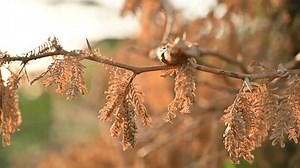 Äste von Metasequoia glyptostroboides totes Blatt: Stockvideos & Filmmaterial (100 % lizenzfrei) 3987469113 | Shutterstock