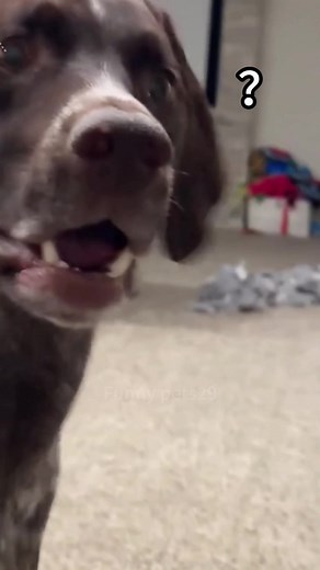 Funny Dog Farting Compilation