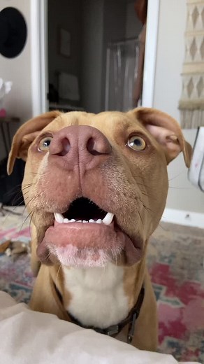 ABBEY WILSON on TikTok