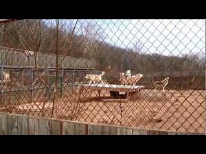 Wolf Sanctuary - Pack Howling