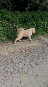 1.3K views | Rainbow Rehoming on Reels | Facebook