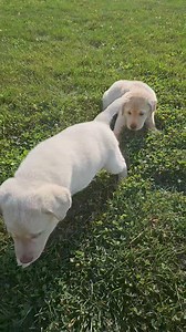 2.6K views · 94 reactions | Beautiful Tuesday! ❤️ | Silver Family Farm Labs | Facebook