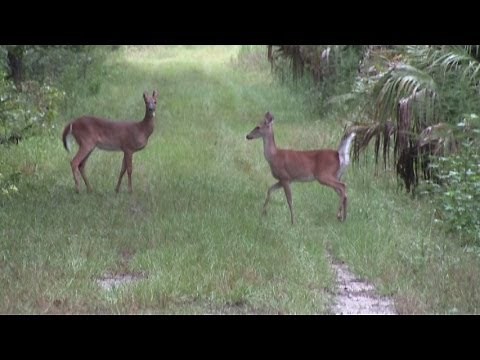 Country Girl Bunny Hunter scouting for deer season