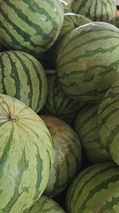 1K views · 32 reactions |  Watermelons  of all different sizes and colors for 4th of July! Open until 7pm. #Fisherspeachorchard #certifedscgrown #haveapeachyday #SouthCarolinasFinest #buylocal #greersc #freshproduce #watermelon #cantaloupe #yeahthatgreenville #tomatoes #practicewhatyoupeach #squash #corn #blueberries #blackberries #okra #peaches #freestones | Fisher's Peach Orchard | Facebook