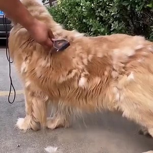 Αποτρέψτε το μπερδεμένο τρίχωμα, περιποιώντας τακτικά τον γούνινο...