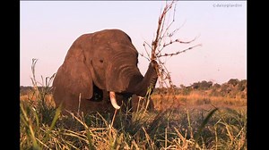 Botswana 2017 - Thanks Pangolin Photo Safaris and Gerhard Guts Swanepoel and all the participants to this great photo workshops! What a privilege to be able to photograph elephants in such a close range! #elephant #Botswana #africa #travelbotswana #wildlifephotography | Daisy Gilardini Photography