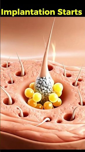 From Fertilization to Implantation🧬Beginning of Life Explained #shorts #miracleinmotion #pregnant