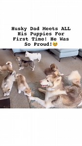 2.8M views · 96K reactions | He met all his puppies!凉. #huskylife | Milperthusky | Facebook
