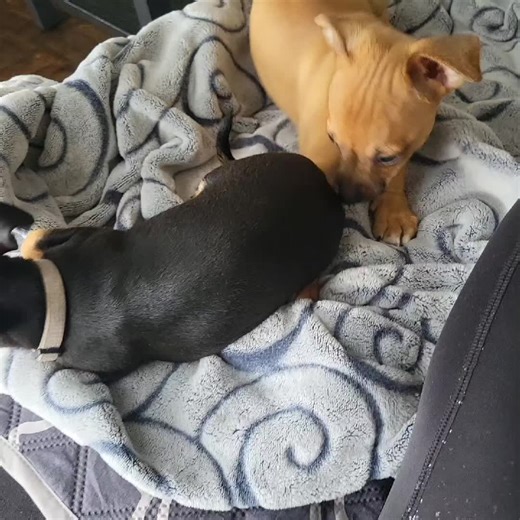 rockyandspike on TikTok