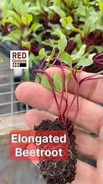 Elongated Beetroot #seedlings #propagation #multisown
