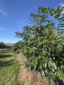 11K views · 211 reactions | Clientes satisfechos 陋﫡 | Avocado consulting | Facebook