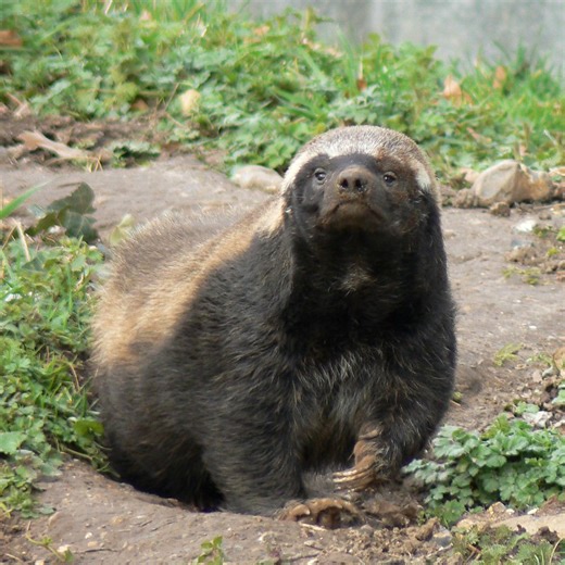 WATCH: Honey badger monkey kill stuns St Lucia safari guide | Zululand Observer