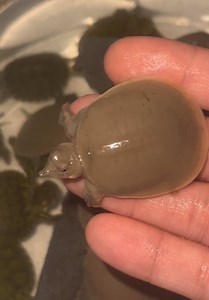 Tortuga de concha blanda espinosa: características y hábitat