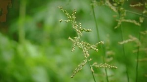 vidéo en gros plan d'une délicate : vidéo de stock (100 % libre de droit) 3997757739 | Shutterstock