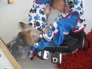 En meget omsorgsfuld hund