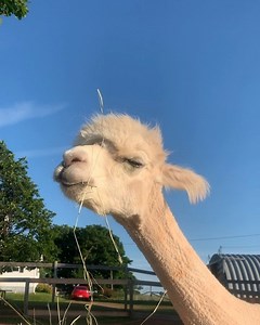 Just a quiet evening, hanging with Ali. #pei #greengablealpacas #alpaca #alpacasofinstagram #alpacafarm #farmlife #fridaynight #alpacaworld | Green Gable Alpacas