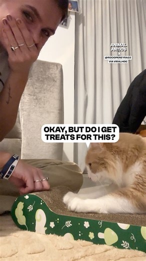 Simba is so smart! 😮 | Fluffy Animals