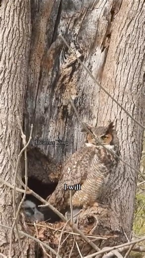 This is “The Owl & The Pussycat” poem. I hope you enjoy it. #owlmom #theowlandthepussycat | Thee Owl Queen