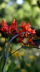 Gardens Illustrated on Reels