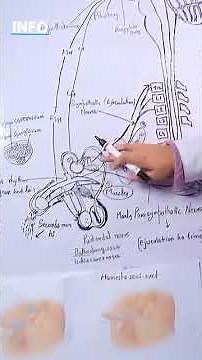 Early Ejaculation Explained Causes, Process & When to Seek Help | 5 Minute Medication