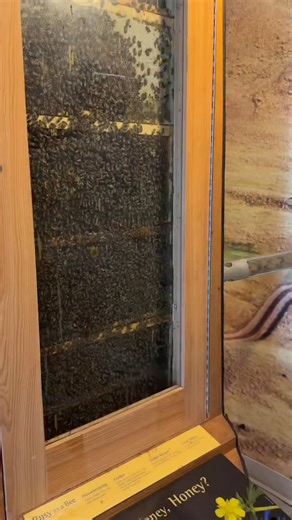 Happy National Honey Bee Day! Honey bees may be small, but their impact is enormous. They play a crucial role in pollinating the plants that provide us with fruits, vegetables, and nuts. Without them, both our food systems and ecosystems would face serious challenges. At the BC Wildlife Park, we proudly house a hive of honey bees each year inside our Discovery Centre. The bees can access the outdoors through a special tube that leads them directly to our pollinator garden. This garden features a