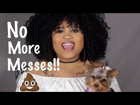 Potty Training Your Dog 101 | Indoor Potty Training