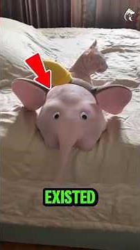 Hairless Cat Breeds You Didn’t Know