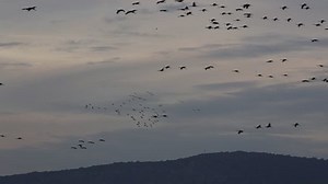 Many Birds Migrating Emek Hula Israel: vídeo stock (100% livre de direitos) 24606893 | Shutterstock