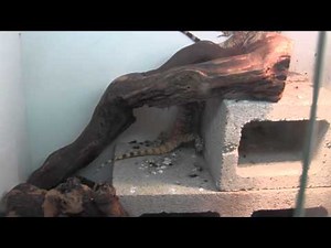 Painted Agamas at the LLLReptile Breeding Center