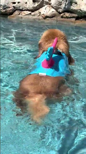 Dog Enjoys Playing With Ball While Swimming Inside Pool - 1353066