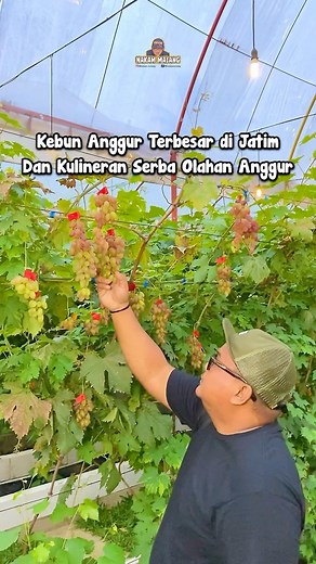 Masuk e mek 5ecu rek⁉️ Wisata kesini bareng keluarga lengkap banget rek, ada edukasi kebun anggur, makanan minumannya lengkap ada menu dari olahan anggur dan ada kolam renangnya juga. 🏢 Gamma Experience 🍽️ Halal 📍2PCX 3PP, Jl. Raya Sukoanyar, Cokro, Sukoanyar, Kec. Pakis, Kabupaten Malang, Jawa Timur 65154 ⏱️ Buka jam 08.00-20.00 Westah ndang cobain rek. #kuliner #malang #kulinermalang #malangkuliner #malanghits #malangfoodies #infokuliner #baksomalang #kulinerlegendaris #kulinerbandung #kuli