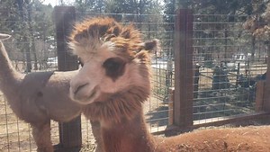 Little Eva kiss. #alpacalove #alpacakiss | Majestic Moon Ranch