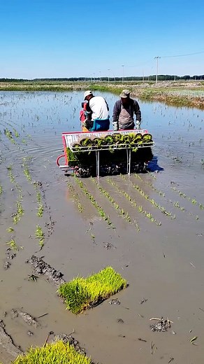 rice farming machine ❤ . . . . . . . . . . #agriculture #ricefarming #agriculturemachine #paddytransplanter #riceplantingmachine #farming | 𝘽𝙡𝙪𝙚 𝘾𝙝𝙚𝙢𝙥