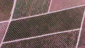 Die Weinberge in Spanien erstrecken sich: Stockvideos & Filmmaterial (100 % lizenzfrei) 3989492843 | Shutterstock