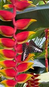 7K views · 1.2K reactions | Colourful nature | Muhammad Saleem | Facebook