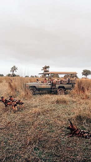 75 reactions · 4 comments | Honeymoon wild dogs … a first for me....