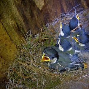 4.6K views · 260 reactions | Baby Great tit Birds Remember the foster mother | Review All Birds | Facebook