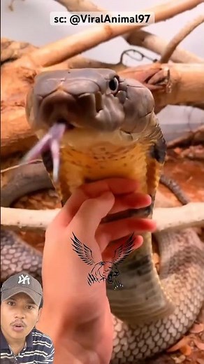 animal transformation throughout their lives 😱‼️