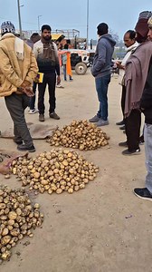 735 पैकेट कंचन आलू का भाव || Aalu Ka Bhav || आज का आलू का भाव ठठिया मंडी का | Samaj ki Najar