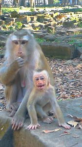 Auntie Libby rejected comforting Lynx #monkey #reelsvideo #AnimalBehavior #funny | Animal Tubes