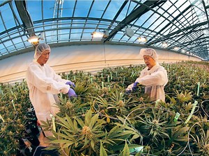 Aphria part of new joint venture to grow more marijuana in Leamington