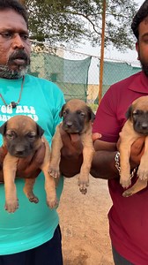 Kombai 8270047007 #prasanth360 #kombai #rajapalayam #puppy #tamil #tamilvideo #puppy #rajapalayam #awareness #information #reelsvibes #vibes #fbreels | Prasanth360