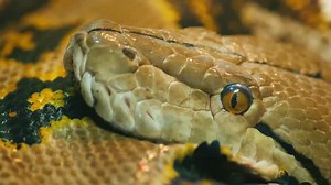 Have Burmese Pythons Expanded Their Range in Florida?