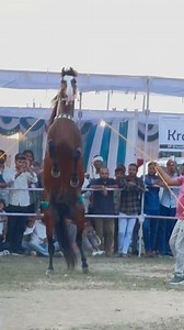 202K views · 9.8K reactions | Stallion- Sultan sire by - ruban star ⭐️ grand sire - Kala kanta owner- Shikandar Bhai Ahmadabad Breeding Fees - 0 contact.9898387764 | Mohit Paliwal | Facebook