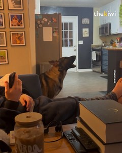 The owner put on a video about huskies. The howling was contagious. | Positive