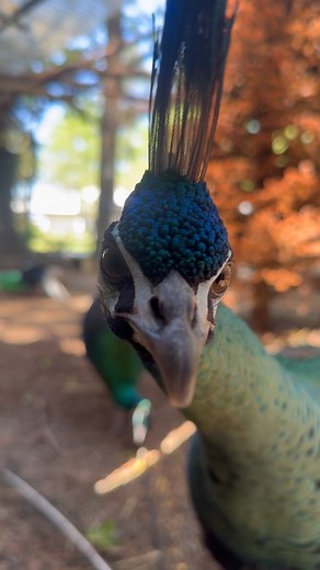 11K views · 33 reactions | Mr. Curiosi-pea 連 #JavaGreenPeafowl #PavoMuticus #MuticusMuticus #PeacocksOfInstagram #EndangeredBirds #endangeredspecies | Hot Off The Nest | Facebook