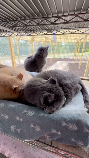 Got a full rack like us? Our cat rack is top notch #cagefree #cat #rack #shelves #repurposed #thisisrescue #see #what #we #do #teamwork #joinourteam #furballfarmcatsanctuary #visit #our #racks | Furball Farm Cat Sanctuary